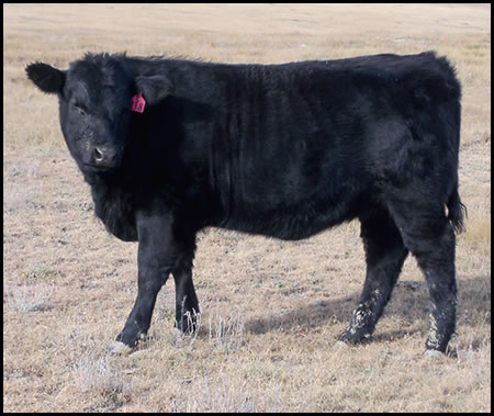 Turner Angus Cattle - Featured Female in 2015 Sale