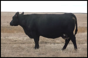 Turner Angus Cattle - Revalla 54