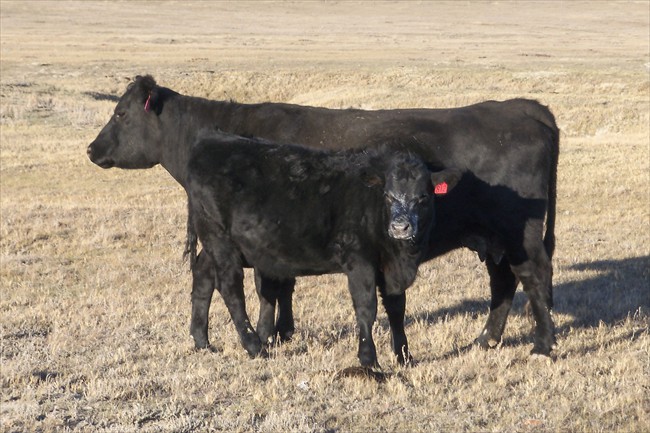 Emula 812 and heifer calf