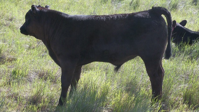 Paturn 320 as a calf