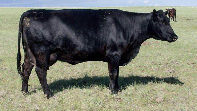 Paturn 320's Dam: Box O Manor 7009