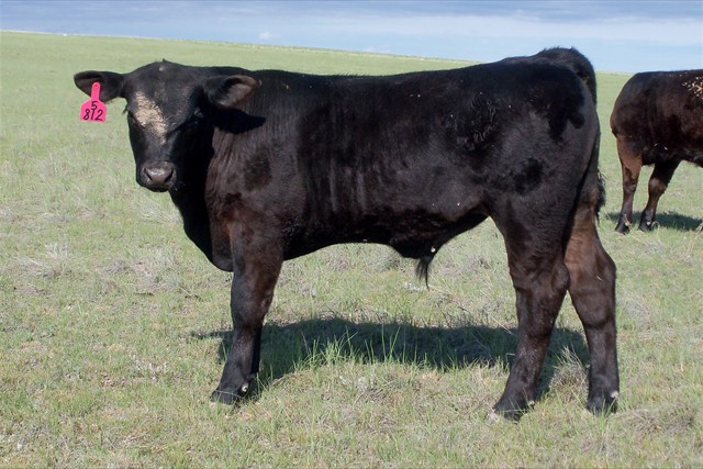 Paturn 321 as a calf